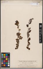 Foto von Salix aurita L.